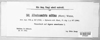 Allantonectria miltina image